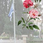 To Pluck Roses: Connecting the Song of Songs and Yom HaZikharon