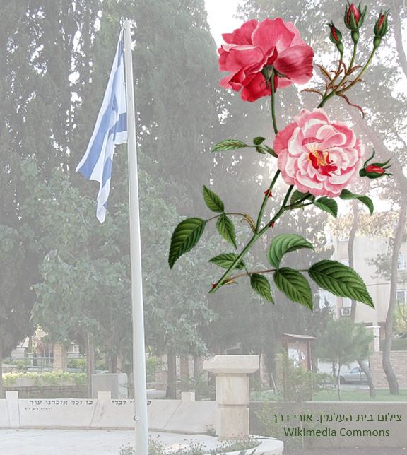 roses floating against a faded photo of military cemetery, with Isralie flag flying